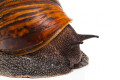 Achatina achatina achatina Ghana typ 2a adult import